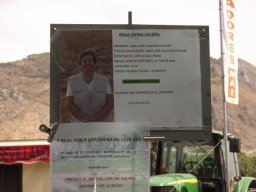 phoca_thumb_l_ganadera preniada al mejor lote de machos mayores de meses